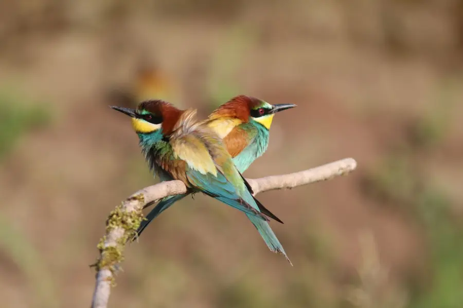 Delta Po Rovigo: birdwatching e turismo nel Polesine