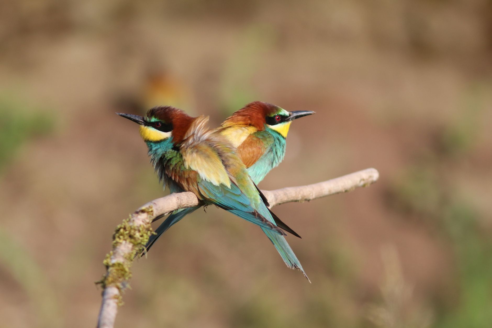 Delta Po Rovigo: birdwatching e turismo nel Polesine