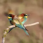 Delta Po Rovigo: birdwatching e turismo nel Polesine
