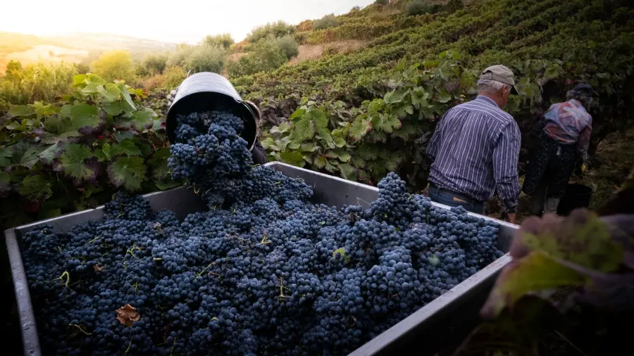 Veneto, 72.300 posti in più: ad agosto spinge la vendemmia