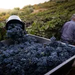 Veneto, 72.300 posti in più: ad agosto spinge la vendemmia