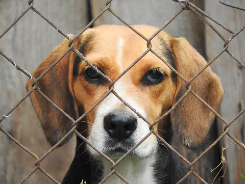 Veneto, fondo regionale per la tutela degli animali: “Scelta etica e sanitaria”
