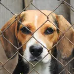 Veneto, fondo regionale per la tutela degli animali: “Scelta etica e sanitaria”