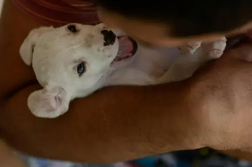 Rovigo, torna “Dog and the City”: festa del cagnolino il 17 maggio