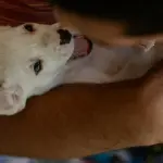 Rovigo, torna “Dog and the City”: festa del cagnolino il 17 maggio